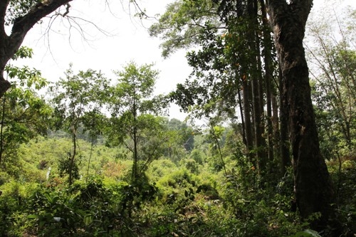 Elevated land overlooking rice paddy