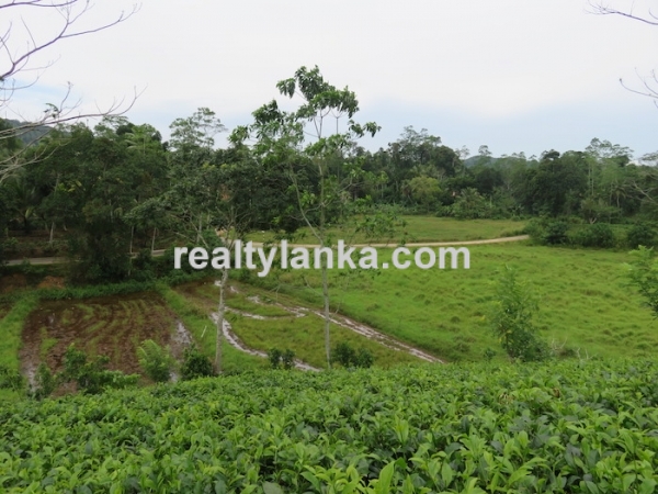 5 Acres Tea Estate Overlooking Paddy
