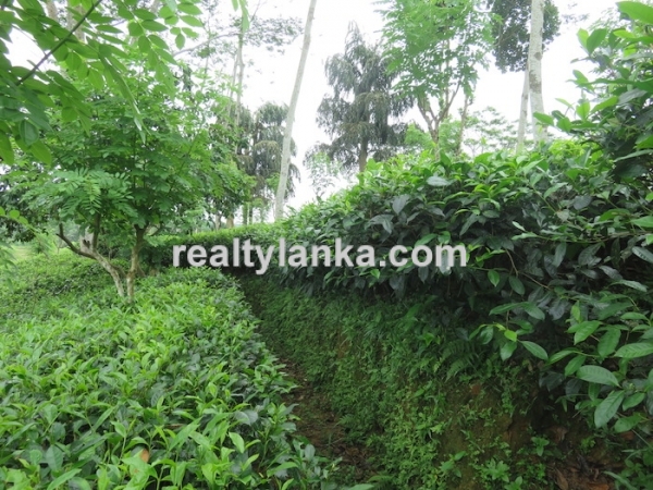 5 Acres Tea Estate Overlooking Paddy