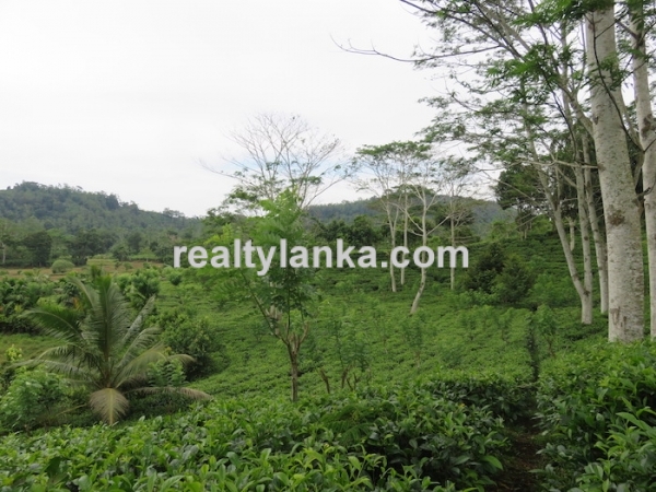 5 Acres Tea Estate Overlooking Paddy