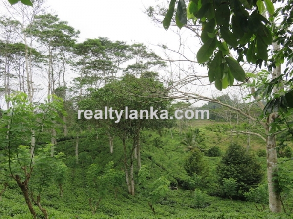 5 Acres Tea Estate Overlooking Paddy