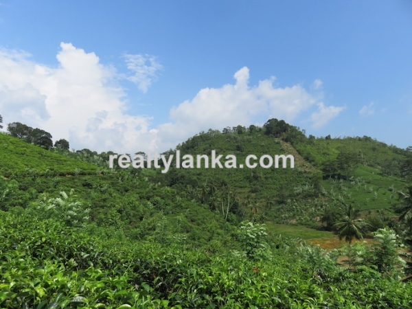 Tea Estate In Iduruwa