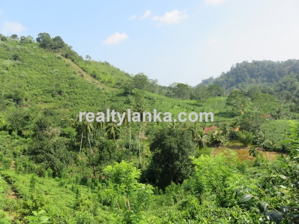 Tea Estate In Iduruwa