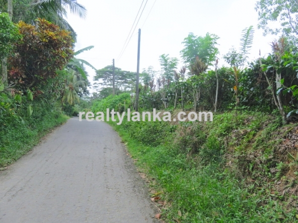 Tea Plantation In Waduraba