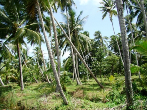 Coconut Island near Galle
