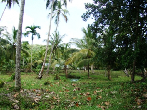 Coconut Island near Galle