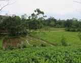 5 Acres Tea Estate Overlooking Paddy WI 70